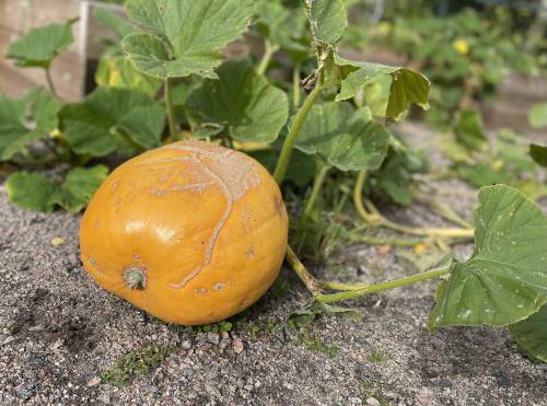 Det største gresskaret før det ble høstet.